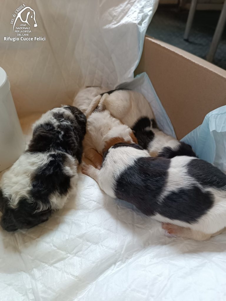 L’AQUILA- 4 cuccioli abbandonati in un sacchetto: l’indignazione della Lega Nazionale per la Difesa del Cane dell’Aquila