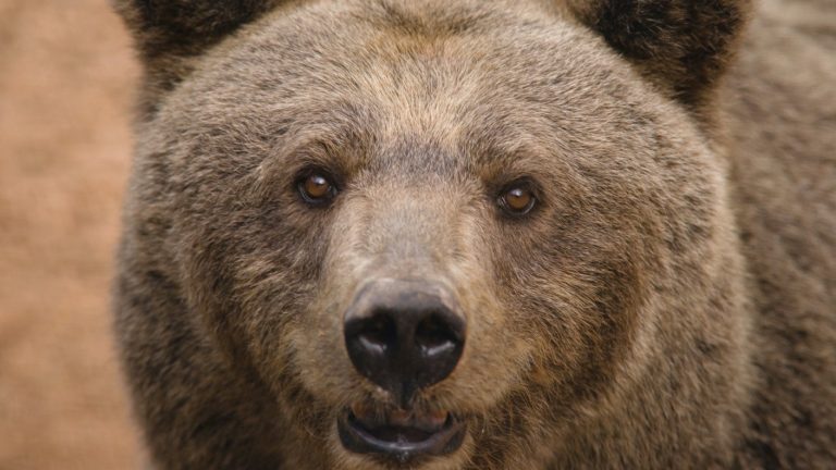 A Scanno un orso assalta allevamento, strage di capre e galline