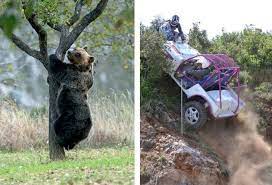 Tutela dell’orso Amarena e dei suoi cuccioli: serve stop all’evento Eurotrial 4X4 a Villalago tutela orso marsicano evento