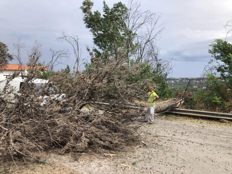 Lanciano: crollo albero "annunciato", era così dall'incendio del 2021