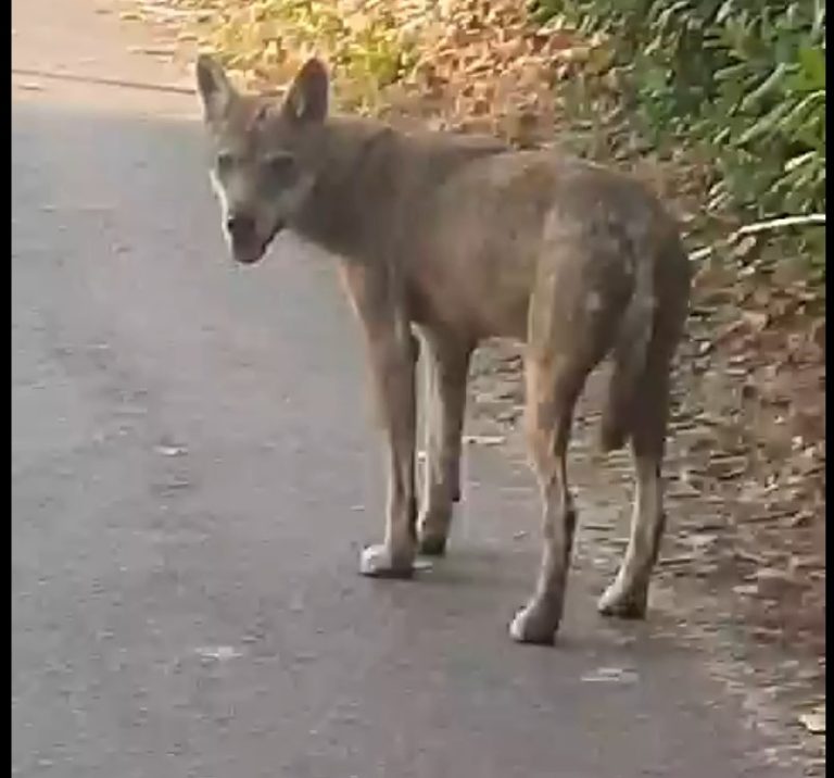avvistato lupo a vasto