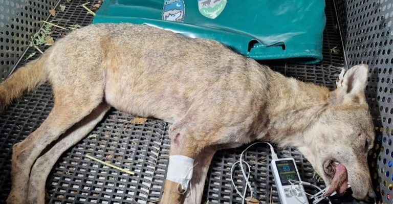 Catturata la lupa a San Salvo