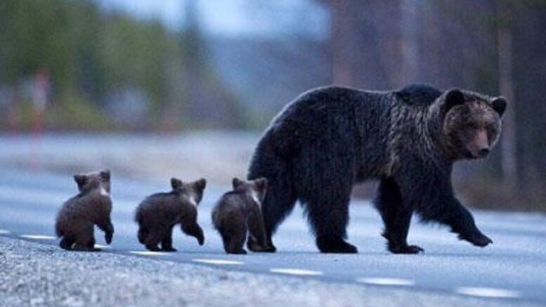 I cuccioli di Amarena individuati. Ora bisogna catturarli in sicurezza