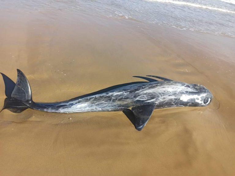 Una femmina di grampo ritrovata sulla spiaggia di Vasto
