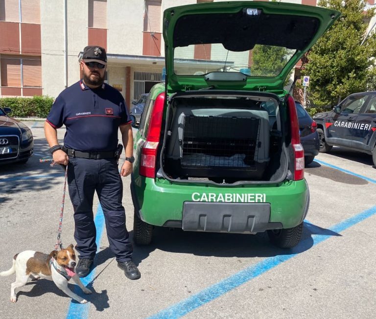 Sequestrato un cane tenuto in catene: denunciate due persone