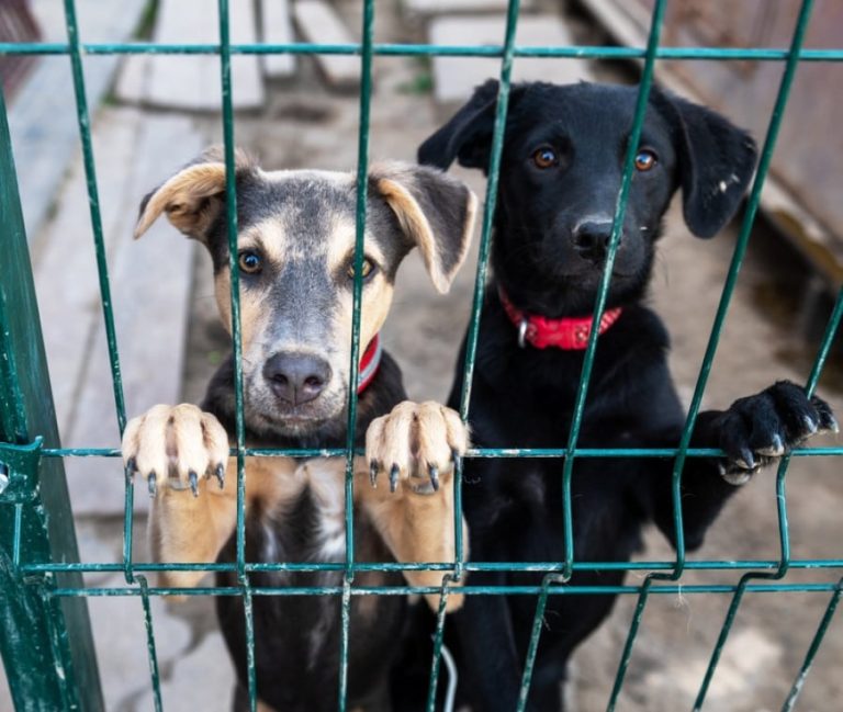 Canile di Pescara a Spoltore, il Ministero preannuncia la revoca del finanziamento