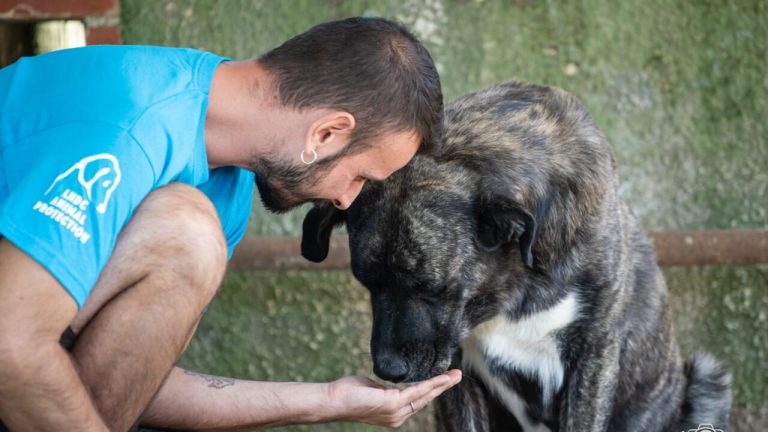 Abruzzo, LNDC Animal Protection chiede chiarimenti: il quadro sulle modifiche alla legge regionale sugli animali