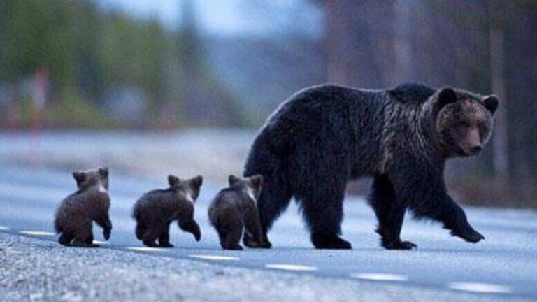 Lama dei Peligni, avvistata in paese un’orsa con tre cuccioli