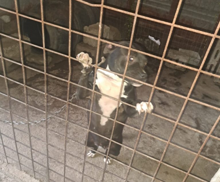 Val di Sangro, animali detenuti in condizioni incompatibili: intervento dei Carabinieri Forestali, cani messi in sicurezza