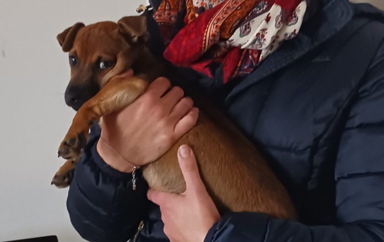 Maltrattamenti su una cagnolina adottata: condannato a cinque mesi di reclusione