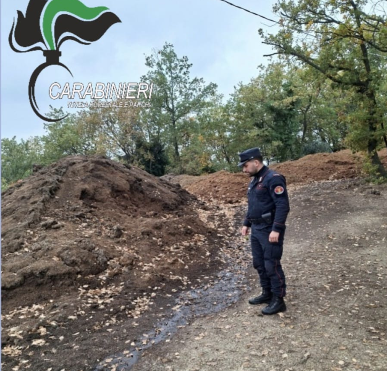Olio falso, rifiuti illeciti e lavoro nero: maxi-sequestri dei Carabinieri Forestali