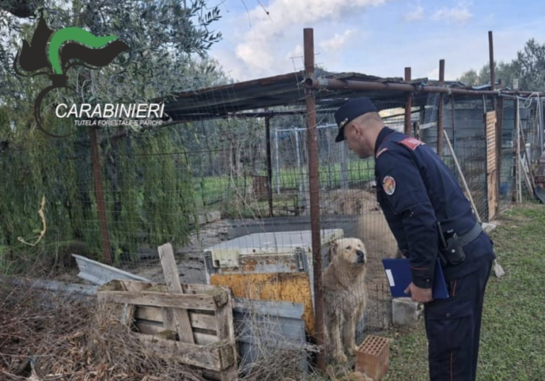 Cani detenuti in condizioni inadeguate: intervento dei Carabinieri Forestali a Chieti