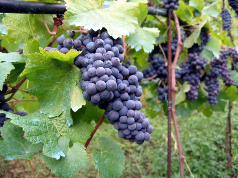 Vino, la Coldiretti Abruzzo chiede: “un tavolo immediato e regole più eque per i viticoltori”