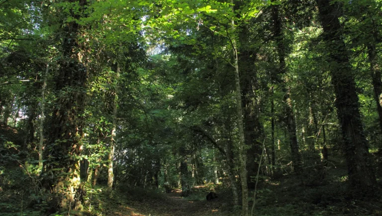Con decreto ministeriale l’abetina di Rosello diventa il primo bosco vetusto d’Italia